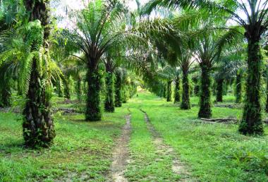 Gambaran Lahan Perkebunan Sawit Warga